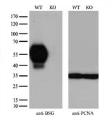 Anti-CD147 antibody [4D3] used in Western Blot (WB). GTX84799