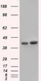 Anti-CD147 antibody [4D3] used in Western Blot (WB). GTX84799