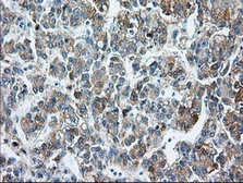 Anti-CD147 antibody [7A7] used in IHC (Paraffin sections) (IHC-P). GTX84800