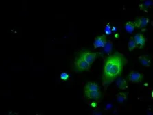 Anti-CD147 antibody [9H5] used in Immunocytochemistry/ Immunofluorescence (ICC/IF). GTX84801