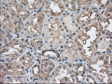 Anti-CD147 antibody [9H5] used in IHC (Paraffin sections) (IHC-P). GTX84801