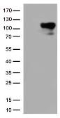 Anti-B-Raf antibody [1E2] used in Western Blot (WB). GTX84806