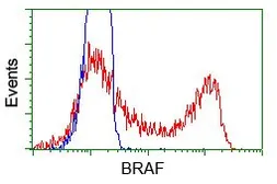 Anti-B-Raf antibody [1E2] used in Flow cytometry (FACS). GTX84806