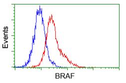 Anti-B-Raf antibody [1D2] used in Flow cytometry (FACS). GTX84807