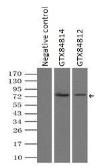 Anti-B-Raf antibody [3A7] used in Immunoprecipitation (IP). GTX84812