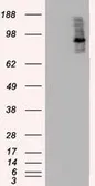 Anti-B-Raf antibody [3A7] used in Western Blot (WB). GTX84812