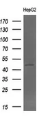 Anti-BHMT antibody [3E11] used in Western Blot (WB). GTX84828