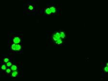 Anti-Bcl-XL antibody [4A9] used in Immunocytochemistry/ Immunofluorescence (ICC/IF). GTX84834