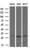 Anti-Bcl-XL antibody [4A9] used in Western Blot (WB). GTX84834