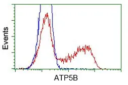 Anti-ATP5B antibody [5G2] used in Flow cytometry (FACS). GTX84841