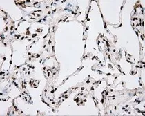 Anti-BMAL1 antibody [1C11] used in IHC (Paraffin sections) (IHC-P). GTX84852