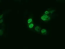 Anti-BMAL1 antibody [1D1] used in Immunocytochemistry/ Immunofluorescence (ICC/IF). GTX84853