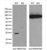 Anti-Rho GDI alpha antibody [1F2] used in Western Blot (WB). GTX84859