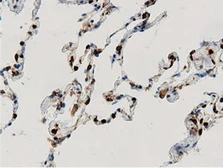 Anti-ARHGAP25 antibody [12G4] used in IHC (Paraffin sections) (IHC-P). GTX84867
