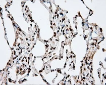 Anti-APP antibody [2B10] used in IHC (Paraffin sections) (IHC-P). GTX84877