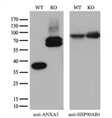 Anti-Annexin III antibody [1A9] used in Western Blot (WB). GTX84883