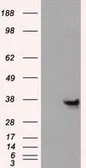 Anti-Annexin A10 antibody [4D8] used in Western Blot (WB). GTX84885
