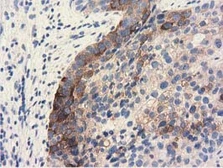 Anti-ALDH1L1 antibody [6A10] used in IHC (Paraffin sections) (IHC-P). GTX84891