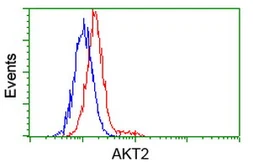 Anti-AKT2 antibody [4H7] used in Flow cytometry (FACS). GTX84908