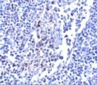 Anti-IL33 antibody [12H6D12] used in IHC (Paraffin sections) (IHC-P). GTX84978