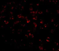 Anti-Bim antibody [1C2C8] used in Immunocytochemistry/ Immunofluorescence (ICC/IF). GTX84981