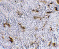 Anti-DC-SIGN antibody [5D7] used in IHC (Paraffin sections) (IHC-P). GTX84994
