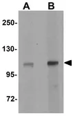 Anti-NLRX1 antibody used in Western Blot (WB). GTX84999