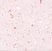 Anti-SH3RF2 antibody used in IHC (Paraffin sections) (IHC-P). GTX85000