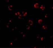 Anti-RNAse H2A antibody used in Immunocytochemistry/ Immunofluorescence (ICC/IF). GTX85020