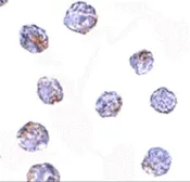 Anti-MARCH8 antibody used in Immunocytochemistry/ Immunofluorescence (ICC/IF). GTX85022