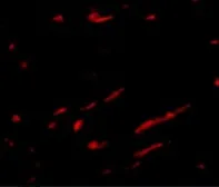 Anti-Slc22A17 antibody used in IHC (Paraffin sections) (IHC-P). GTX85032