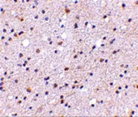 Anti-CAPS1 antibody used in IHC (Paraffin sections) (IHC-P). GTX85036