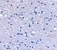 Anti-KA1 antibody used in IHC (Paraffin sections) (IHC-P). GTX85044