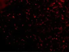 Anti-Orai1 antibody used in IHC (Paraffin sections) (IHC-P). GTX85057