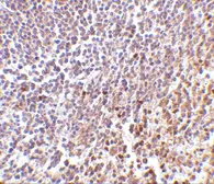 Anti-MD1 antibody used in IHC (Paraffin sections) (IHC-P). GTX85066