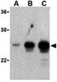 Anti-GITRL antibody used in Western Blot (WB). GTX85076