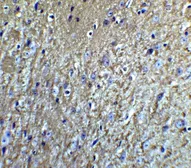 Anti-Neurturin antibody used in IHC (Paraffin sections) (IHC-P). GTX85089