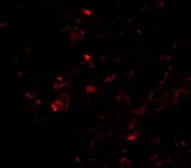 Anti-Prealbumin antibody used in IHC (Paraffin sections) (IHC-P). GTX85112