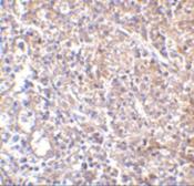 Anti-MD2 antibody [9F1B1] used in IHC (Paraffin sections) (IHC-P). GTX85122