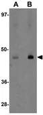 Anti-MFSD2B antibody used in Western Blot (WB). GTX85146