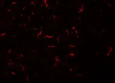 Anti-VENTX antibody used in IHC (Paraffin sections) (IHC-P). GTX85168