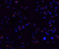 Anti-ZEB2 antibody used in Immunocytochemistry/ Immunofluorescence (ICC/IF). GTX85180