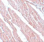 Anti-TMEM184C antibody used in IHC (Paraffin sections) (IHC-P). GTX85192