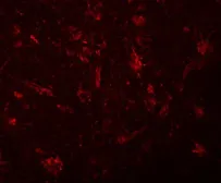 Anti-ZC3H12C antibody used in IHC (Paraffin sections) (IHC-P). GTX85195