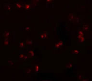 Anti-CHORDC1 antibody used in Immunocytochemistry/ Immunofluorescence (ICC/IF). GTX85209