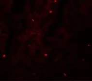 Anti-FAM59A antibody used in IHC (Paraffin sections) (IHC-P). GTX85231