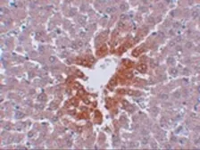 Anti-JMJD7 antibody used in IHC (Paraffin sections) (IHC-P). GTX85250