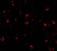 Anti-IRGC antibody used in Immunocytochemistry/ Immunofluorescence (ICC/IF). GTX85258