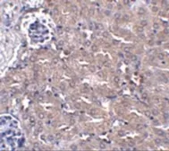 Anti-Ubiquilin 4 antibody used in IHC (Paraffin sections) (IHC-P). GTX85267