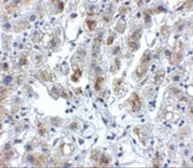 Anti-Siglec11 antibody used in IHC (Paraffin sections) (IHC-P). GTX85285